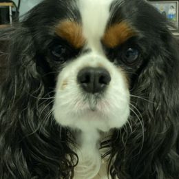 Aria - Cavalier King Charles Spaniel