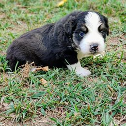 Miniature Australian Shepherd and Toy Australian Shepherd Puppies from C&K Rocky Hill Aussies