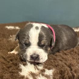 Rhaenys - Blue tri-color female American Bully puppy in Henderson, Kentucky from Medusa’s Bullies