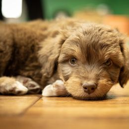 Aussiedoodle Puppies from Dinah Doodles and Aussies