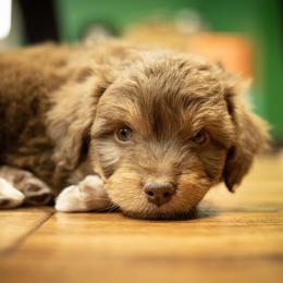 Aussiedoodle Puppies from Dinah Doodles and Aussies