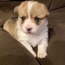 Santa - Red Pembroke Welsh Corgi puppy in Arcanum, Ohio from Weissway Corgis