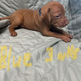 Blue - Golden rust male Vizsla puppy in Sioux County, Iowa from Pheasant Poppers Vizslas
