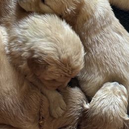 Girl 1 - Golden female Golden Retriever puppy in Yelm, Washington from Bit O'Heaven Farm