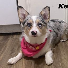 American Corgi All Grown Up from Tori’s Sassy Corgis