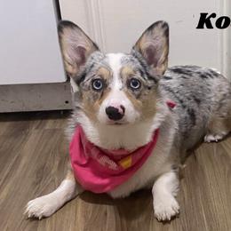 American Corgi All Grown Up from Tori’s Sassy Corgis