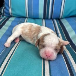 Gretchen - Blenheim female Cavalier King Charles Spaniel puppy in Avalon Beach, Florida from Cavaliers of Avalon