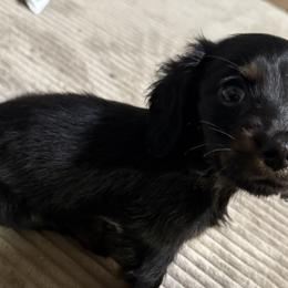 Dachshunds from Furry Friends Kennel