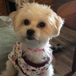 Havanese from Havanese Dogs of NC