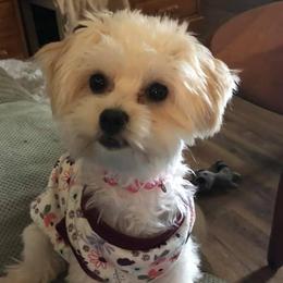 Havanese from Havanese Dogs of NC