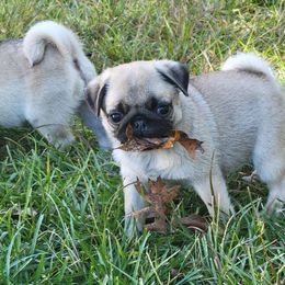 Pompom - Pug puppy from Peak Bullies and Pugs SC