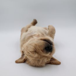 Golden Retriever Puppies from Wild Hearts Goldens