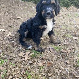 Schnoodle Puppies from Bentley's Beloved Paws
