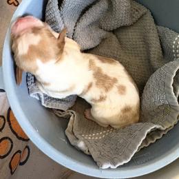 Goose - Orange and white female Brittany puppy in Fortuna, California from Moore Brittanys