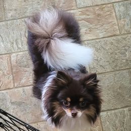 Cookie - Pomeranian