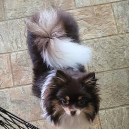 Cookie - Pomeranian