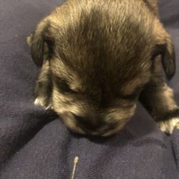 Miniature Schnauzer and Poodle Puppies from Bits & Bytes Farm