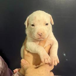 Pearl - Fawn female American Staffordshire Terrier puppy in Monroe, Georgia from Irresistibull Staffords