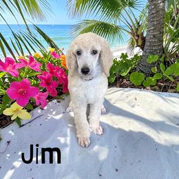 Jim - Cream male Poodle puppy in Port Orange, Florida from Daytona’s Standard Poodles