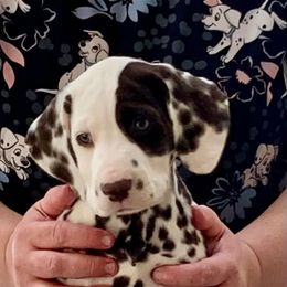 Julia - White and liver brown female Dalmatian puppy in Lusby, Maryland from CarriageHill Dalmatians