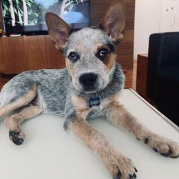 Australian Cattle Dog All Grown Up from Grog Creek Kennel