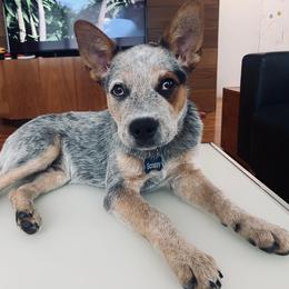 Australian Cattle Dog All Grown Up from Grog Creek Kennel