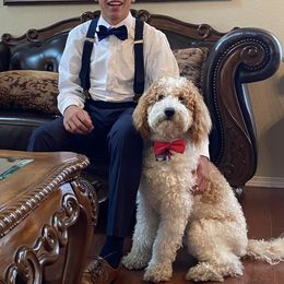 Australian Labradoodle, Double Doodle, Goldendoodle, and Labradoodle Puppies from Lake Mountain Doodle