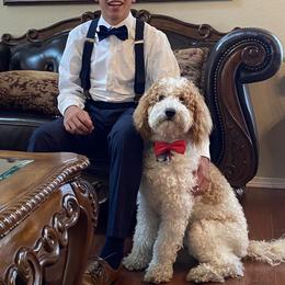 Australian Labradoodle, Double Doodle, Goldendoodle, and Labradoodle Puppies from Lake Mountain Doodle