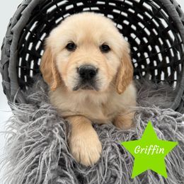 Griffin - Golden male Golden Retriever puppy in Cadillac, Michigan from K & M Golden Retrievers