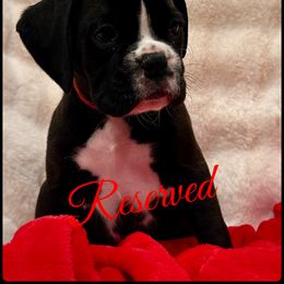 Ebony - Brindle male Boxer puppy in Seaside, Oregon from Vincent's Pride Boxers