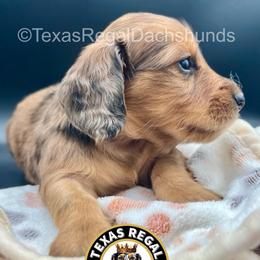 Eloise - Dapple female Dachshund puppy in Houston, Texas from Texas Regal Dachshunds LLC