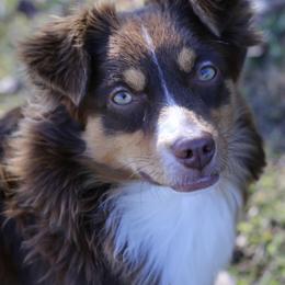 Aussiedoodle, Miniature Australian Shepherd, and Poodle Puppies from Classic K9’s  Aussies, Poodles & Doodles