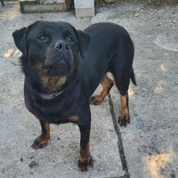 Chinese Cresteds and Rottweilers from Long Rotts & Long Haul Cresteds