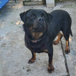 Chinese Cresteds and Rottweilers from Long Rotts & Long Haul Cresteds