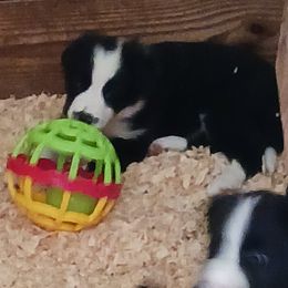Border Collies from Wall's Border Collies