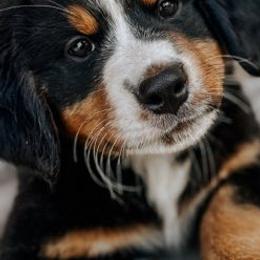 Bernese Mountain Dogs from Beesly’s Berner Babes