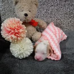 Trixie - Tan and white female Cavachon puppy in Millersburg, Ohio from My Furry Friends