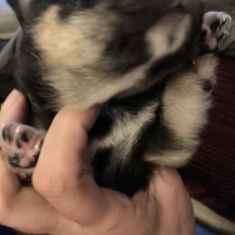 Milano - Sesame male Shiba Inu puppy in Nashua, New Hampshire from Beloved Shiba