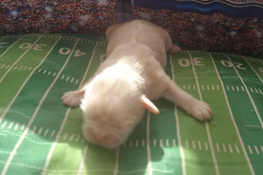 Shih Tzu Puppies from N.F.S.T Imperial ShihTzu Puppies.