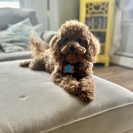 Marcie - Goldendoodle