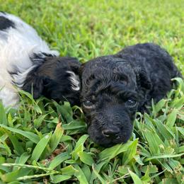 Black Male - Black male Poodle puppy in Bee Branch, Arkansas from Scroggins Creek Doodles