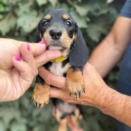 Shorthair black and tan male - Black and tan male Dachshund puppy in Manteca, California from Sweet and Low Dachshunds