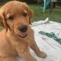Spunky and Sweet white collar boy - Dark golden male Golden Retriever puppy in Aumsville, Oregon from Bigfoot Goldens AKC Registered Dark Red