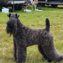 Derin - Kerry Blue Terrier