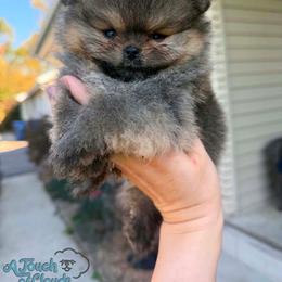 Charlie - Orange sable male Pomeranian puppy in Grayslake, Illinois from Touch Of Clouds Poms
