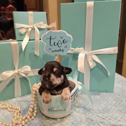 Billy Jack (Teal Collar) - Liver male Miniature Schnauzer puppy in Winter Haven, Florida from The Blue Eyed Schnauzer