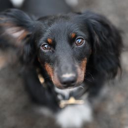 Nathan - Dachshund