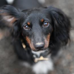Nathan - Dachshund