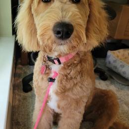Bernedoodle and Goldendoodle All Grown Up from Gracie's Goldendoodles and Bernedoodles