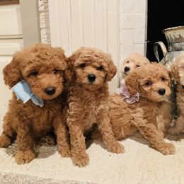 Bernedoodle and Goldendoodle Puppies from Cottrell’s Poodles & Doodles